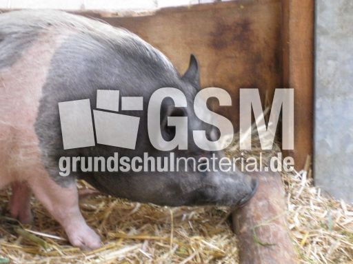 Deutsches-Sattelschwein_2305.jpg